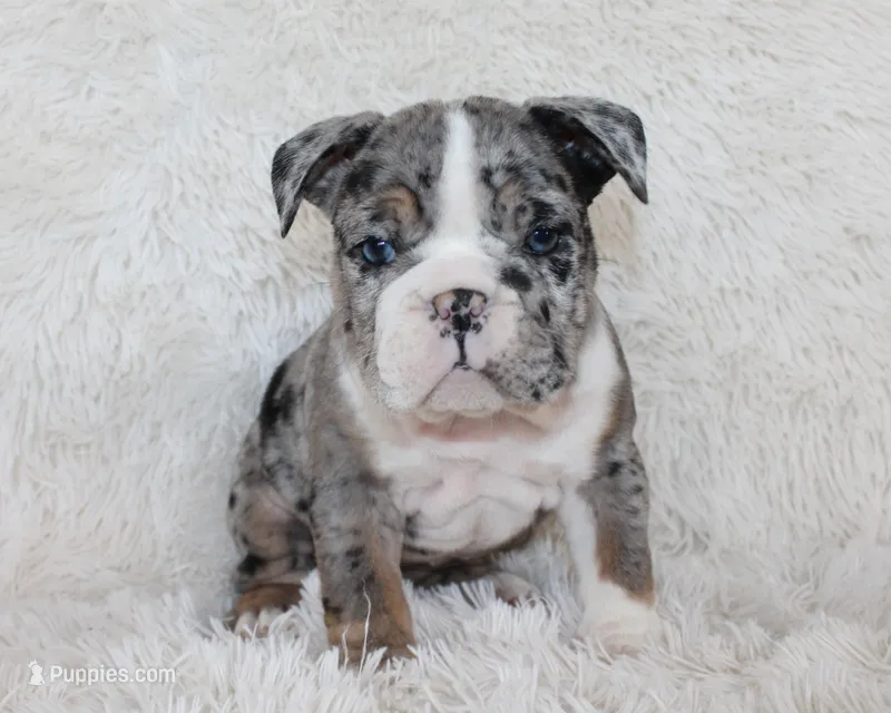 Nikki – English Bulldog puppy for sale in Shipshewana, IN