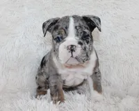 Nikki, a female English Bulldog for sale in Shipshewana, IN – Photo 3 of 10