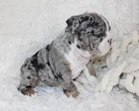 Nikki, a female English Bulldog for sale in Shipshewana, IN – Photo 4 of 10