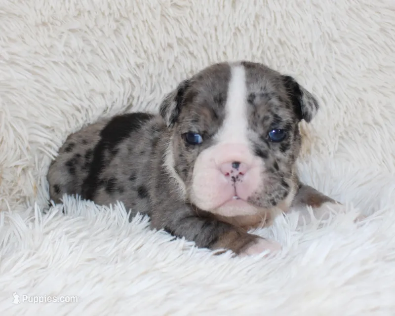 Nikki – English Bulldog puppy for sale in Shipshewana, IN