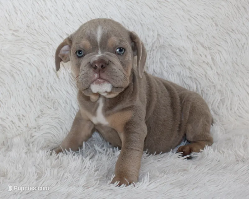 Kane – English Bulldog puppy for sale in Shipshewana, IN
