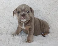 Kane, a male English Bulldog for sale in Shipshewana, IN – 1 of 9