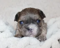 Fluffy Leo, a female French Bulldog for sale in Shipshewana, IN – Photo 2 of 8