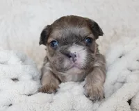 Fluffy Leo, a female French Bulldog for sale in Shipshewana, IN – Photo 1 of 8