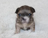 Fluffy Leo, a female French Bulldog for sale in Shipshewana, IN – Photo 7 of 8