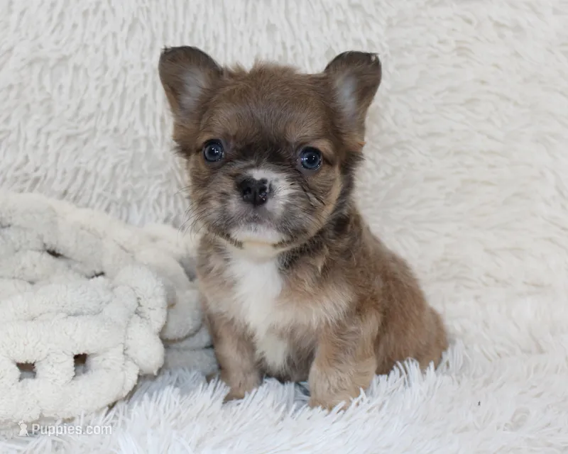 Fluffy Leo – French Bulldog puppy for sale in Shipshewana, IN