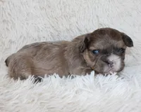 Fluffy Leo, a female French Bulldog for sale in Shipshewana, IN – Photo 3 of 8