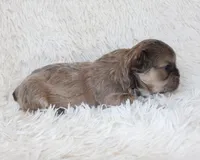 Fluffy Leo, a female French Bulldog for sale in Shipshewana, IN – Photo 4 of 8