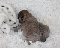 Fluffy Leo, a female French Bulldog for sale in Shipshewana, IN – Photo 5 of 8