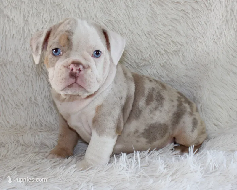Hattie – English Bulldog puppy for sale in Shipshewana, IN