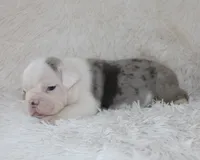 Hayes, a male English Bulldog for sale in Shipshewana, IN – 6 of 8