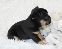 Joey, a male French Bulldog for sale in Shipshewana, IN – Photo 3 of 4