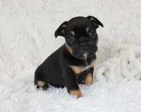 Joey, a male French Bulldog for sale in Shipshewana, IN – Photo 4 of 4