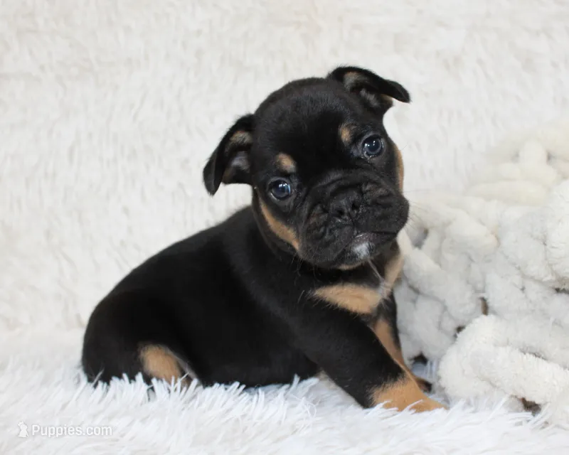 Joey – French Bulldog puppy on hold in Shipshewana, IN