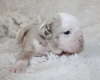 Nala, a female English Bulldog for sale in Shipshewana, IN – Photo 3 of 7