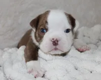 Hudson, a male English Bulldog for sale in Shipshewana, IN – 1 of 8