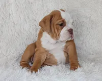 Kallie, a female English Bulldog for sale in Shipshewana, IN – 2 of 10