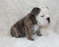 Curry, a male English Bulldog for sale in Shipshewana, IN – 5 of 10