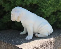 Zoey, a female English Bulldog for sale in Shipshewana, IN – 9 of 10