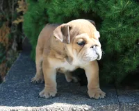 Zeus, a male English Bulldog for sale in Shipshewana, IN – 6 of 10