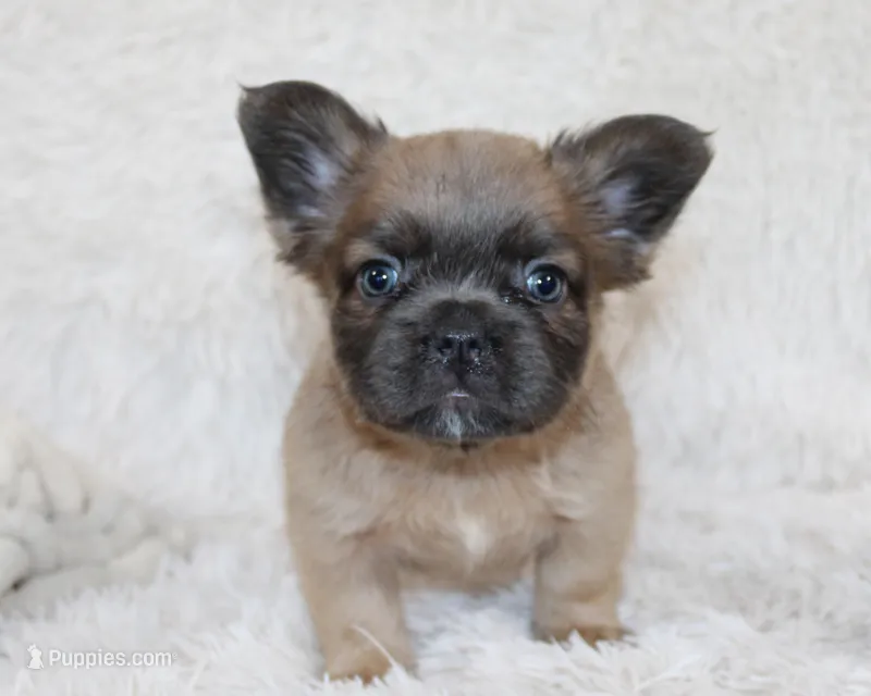 Louie – French Bulldog puppy for sale in Shipshewana, IN