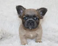 Louie, a male French Bulldog for sale in Shipshewana, IN – 1 of 8
