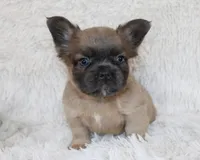 Louie, a male French Bulldog for sale in Shipshewana, IN – 4 of 8