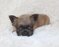 Louie, a male French Bulldog for sale in Shipshewana, IN – 8 of 8