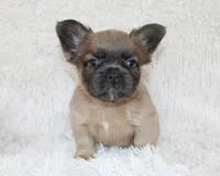 Louie, a male French Bulldog for sale in Shipshewana, IN – 6 of 8