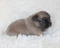 Louie, a female French Bulldog for sale in Shipshewana, IN – Photo 4 of 8