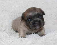 Louie, a female French Bulldog for sale in Shipshewana, IN – Photo 1 of 8