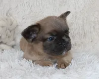 Louie, a male French Bulldog for sale in Shipshewana, IN – 3 of 8