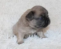 Louie, a female French Bulldog for sale in Shipshewana, IN – Photo 2 of 8