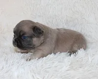 Louie, a female French Bulldog for sale in Shipshewana, IN – Photo 6 of 8