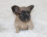 Louie, a male French Bulldog for sale in Shipshewana, IN – 7 of 8