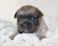 Louie, a female French Bulldog for sale in Shipshewana, IN – Photo 5 of 8