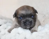 Louie, a female French Bulldog for sale in Shipshewana, IN – Photo 3 of 8