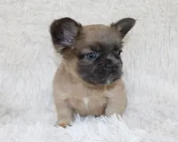 Louie, a male French Bulldog for sale in Shipshewana, IN – 2 of 8