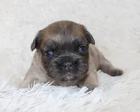 Louie, a female French Bulldog for sale in Shipshewana, IN – Photo 8 of 8