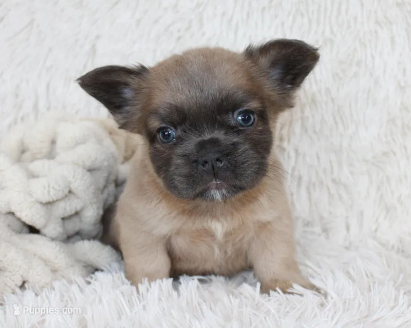 Louie – French Bulldog puppy for sale in Shipshewana, IN