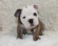 Curry, a male English Bulldog for sale in Shipshewana, IN – 8 of 10