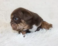 Mia, a female English Bulldog for sale in Shipshewana, IN – Photo 8 of 8