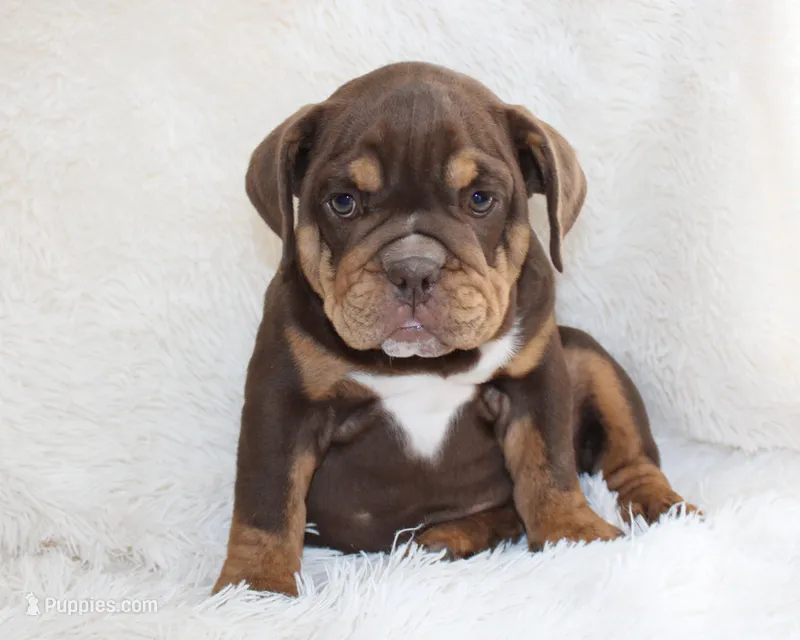 Mia – English Bulldog puppy for sale in Shipshewana, IN