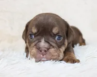 Mia, a female English Bulldog for sale in Shipshewana, IN – Photo 4 of 8
