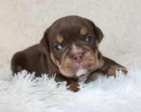 Mia, a female English Bulldog for sale in Shipshewana, IN – Photo 1 of 8
