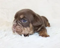 Mia, a female English Bulldog for sale in Shipshewana, IN – Photo 7 of 8