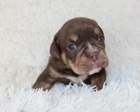 Mia, a female English Bulldog for sale in Shipshewana, IN – Photo 6 of 8