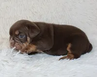 Mia, a female English Bulldog for sale in Shipshewana, IN – Photo 5 of 8