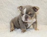Indi Rose, a female English Bulldog for sale in Shipshewana, IN – 5 of 10