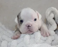 Hayes, a male English Bulldog for sale in Shipshewana, IN – 5 of 8